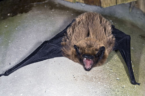 Azores noctule